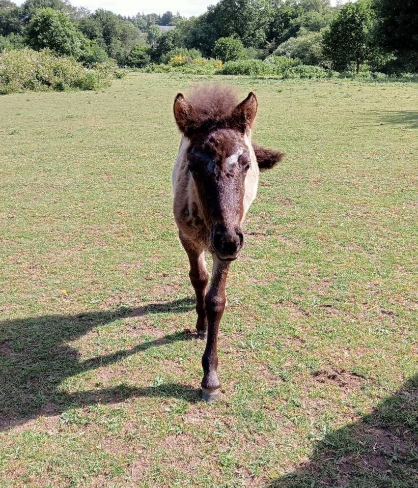 Veulen (vr) Curly Te koop 2023 Zwart ,  indianinio edacurly