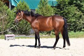 Najisco d'haryns  - Franse rijpony PFS 2001 ,  LINARO SL