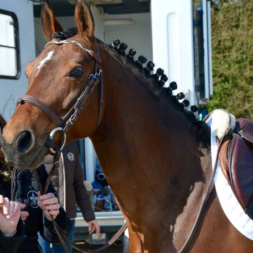 Najisco d'haryns  - Franse rijpony PFS 2001 ,  LINARO SL