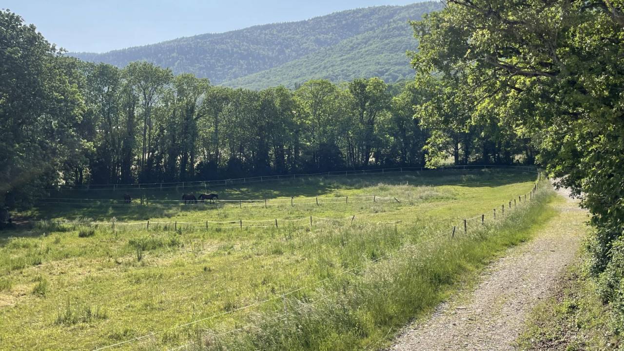 Eigenaren stal Koop Ain