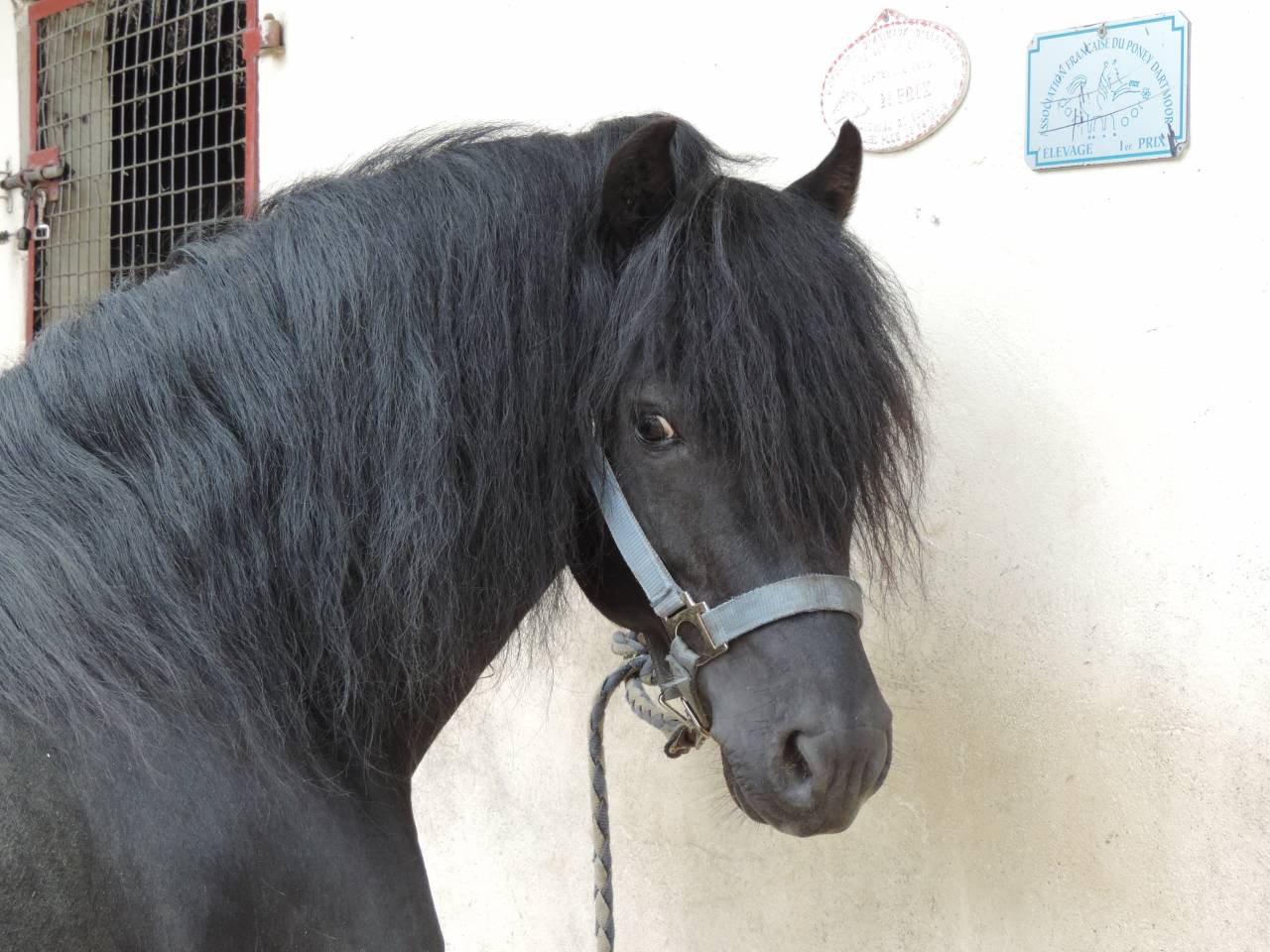 ROYAL BLUE WINSMILL - Dartmoor 2005 ,  HEAVEN