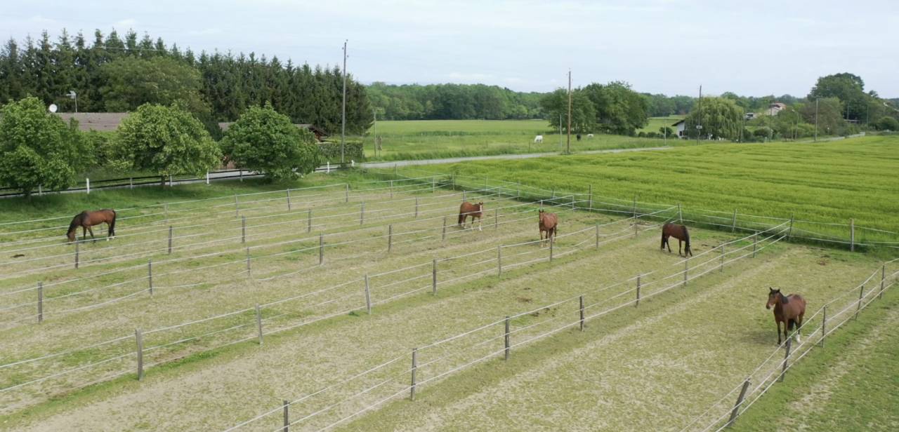 Hippisch vastgoed Koop 