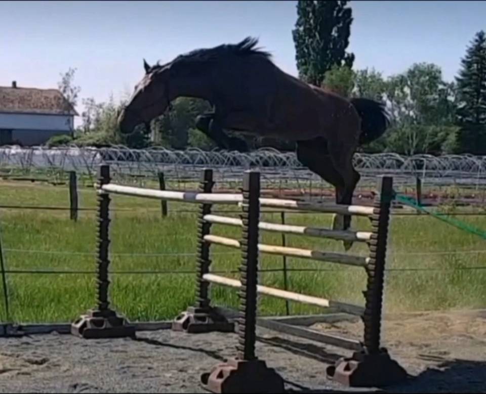 Ruin Selle Français Te koop 2017 Donker bruin / bai ,  LANDO