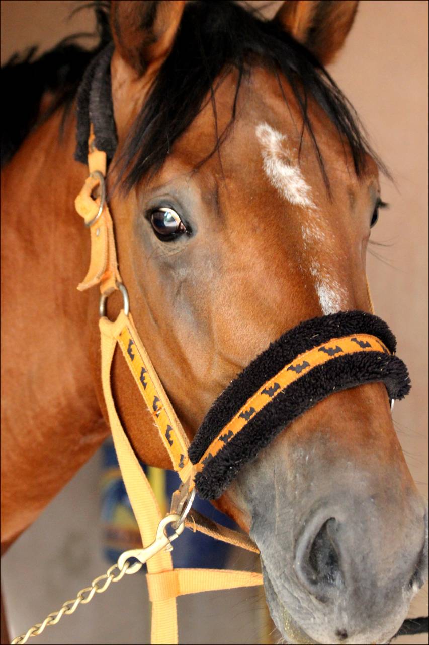 Ruin Selle Français Te koop 2017 Donker bruin / bai ,  LANDO