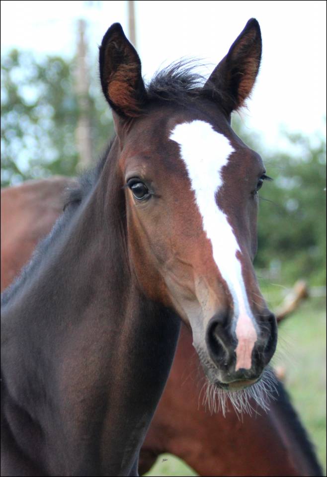 Veulen (ml) Selle Français Te koop 2023 Bruin / Bai ,  Quel homme de Hus