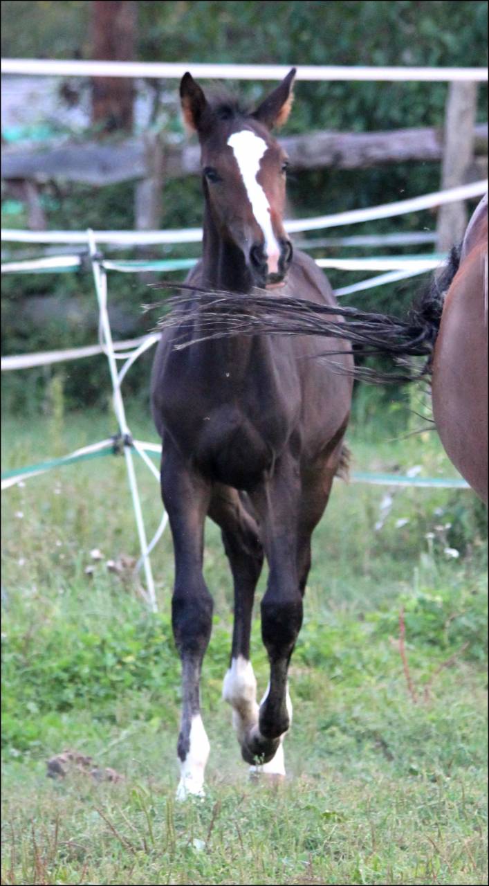 Veulen (ml) Selle Français Te koop 2023 Bruin / Bai ,  Quel homme de Hus