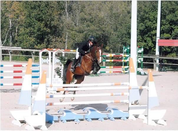 Veulen (ml) Selle Français Te koop 2023 Bruin / Bai ,  Quel homme de Hus