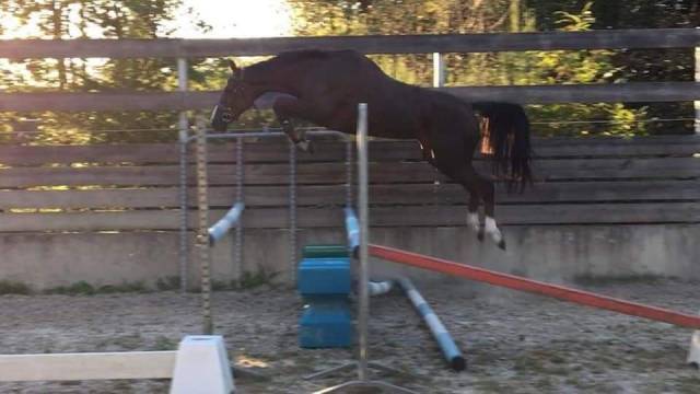 Veulen (ml) Selle Français Te koop 2023 Bruin / Bai ,  Quel homme de Hus