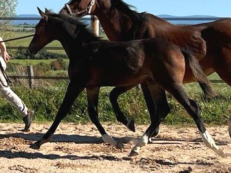 Veulen (ml) Selle Français Te koop 2023 Bruin / Bai ,  Quel homme de Hus