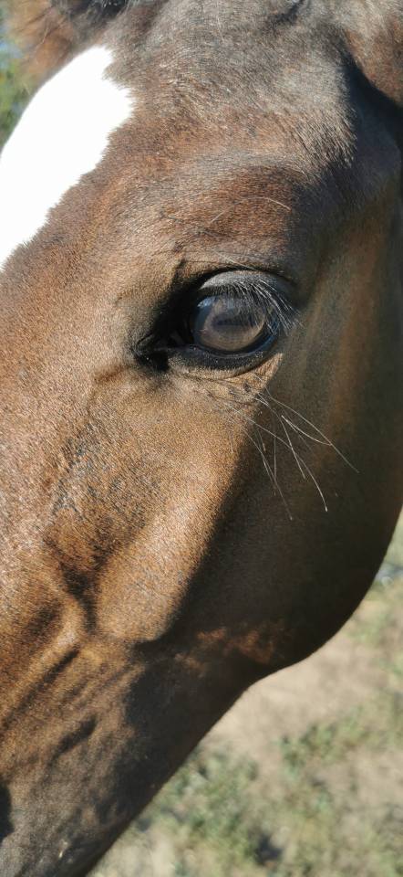 Veulen (ml) Selle Français Te koop 2023 Bruin / Bai ,  Quel homme de Hus