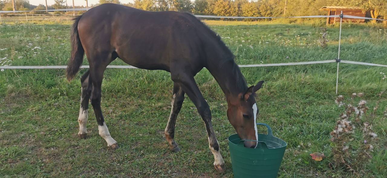 Veulen (ml) Selle Français Te koop 2023 Bruin / Bai ,  Quel homme de Hus