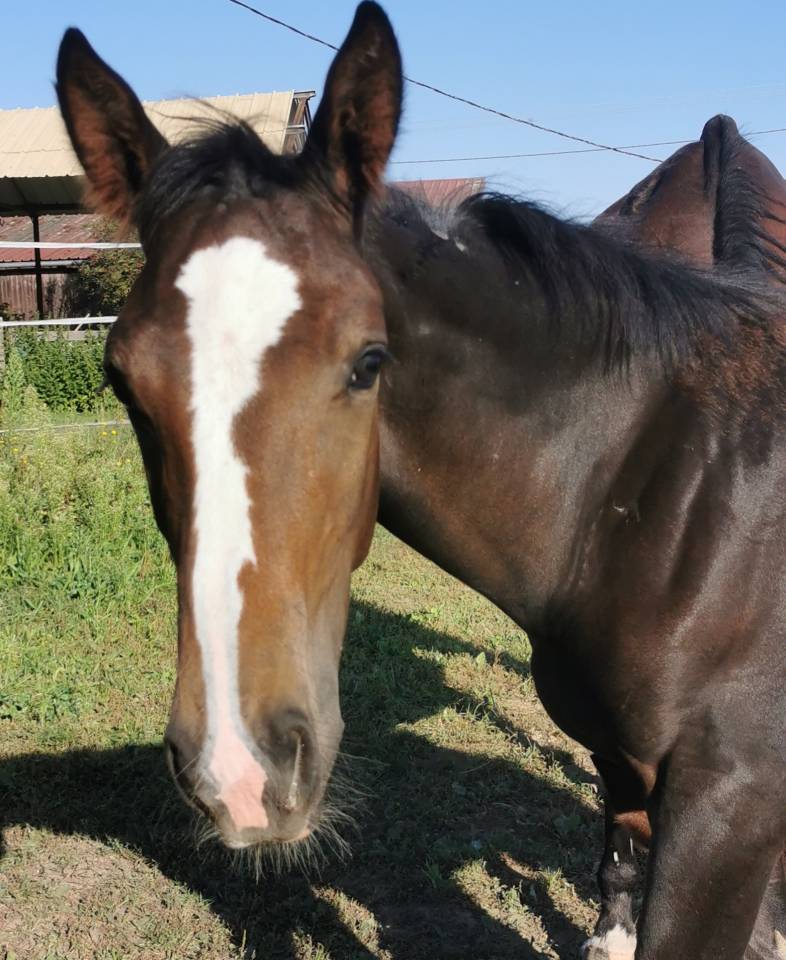Veulen (ml) Selle Français Te koop 2023 Bruin / Bai ,  Quel homme de Hus