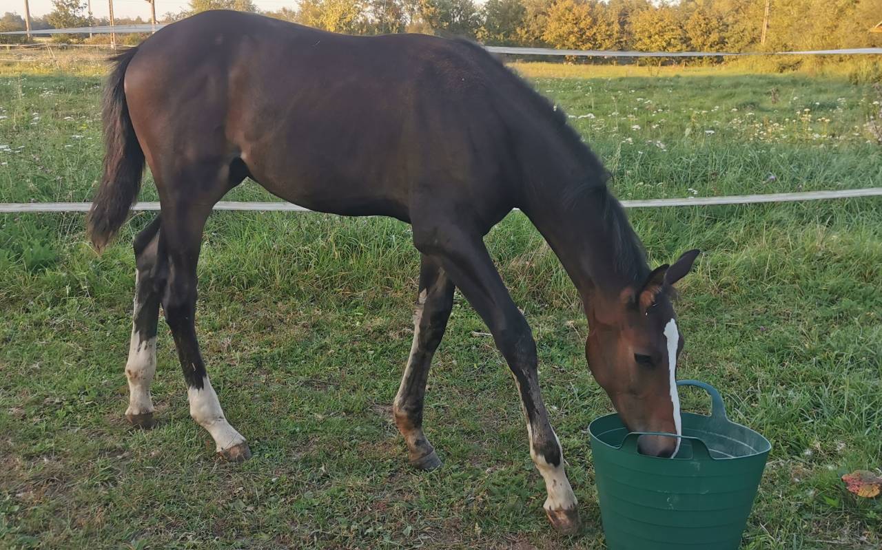 Veulen (ml) Selle Français Te koop 2023 Bruin / Bai ,  Quel homme de Hus