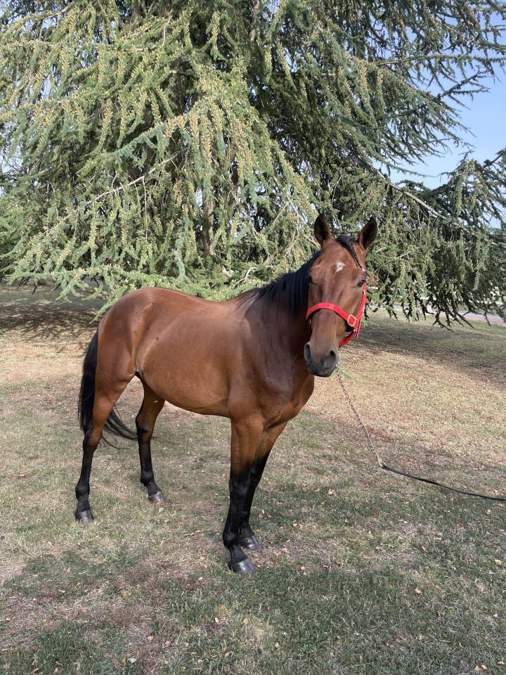 Ruin Franse draver  Te koop 2018 Donker bruin / bai