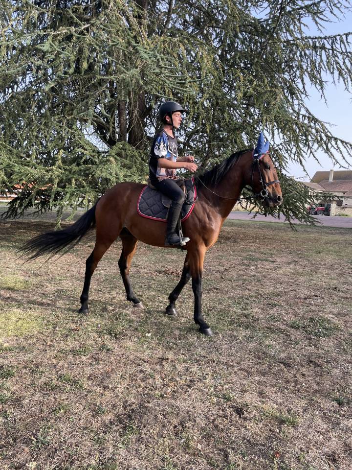 Ruin Franse draver  Te koop 2018 Donker bruin / bai