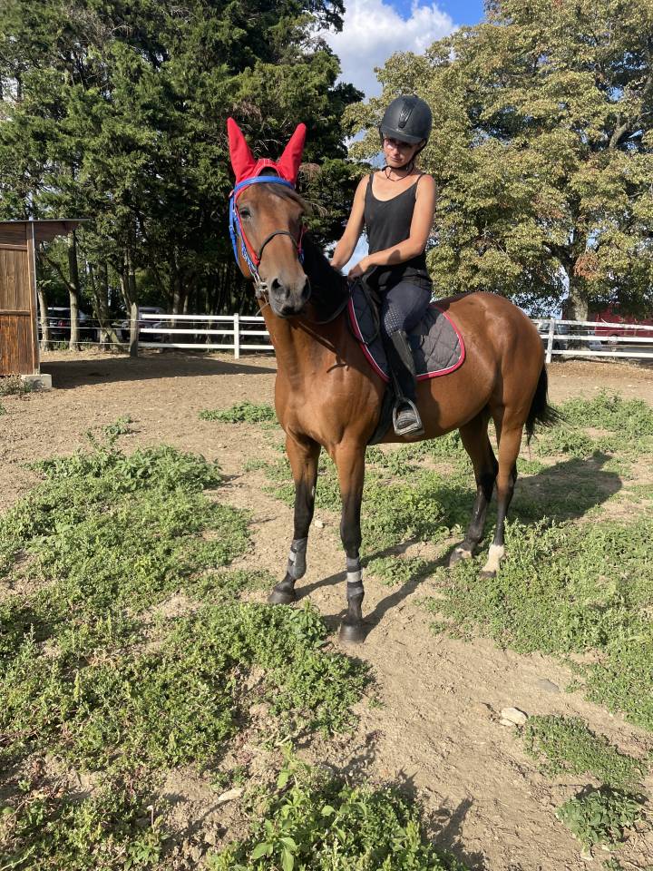 Merrie Franse draver  Te koop 2015 Donker bruin / bai