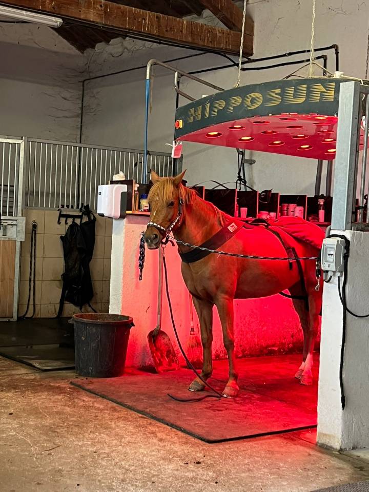 Merrie New Forest Te leen 2011 Vos