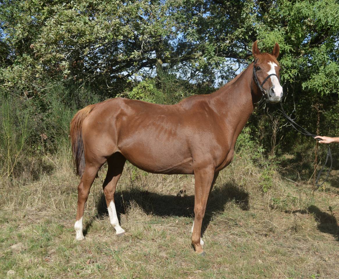 Merrie Autre Que Pur-Sang (Geen volbloed) Te koop 2012 Vos