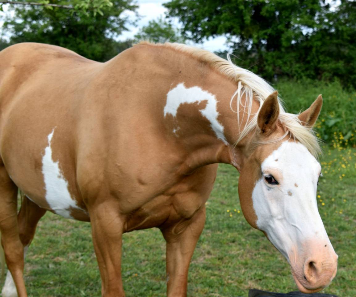Veulen (vr) Arabisch halfbloed Te koop 2023 Overige kleuren ,  PETRUS DE LAFON