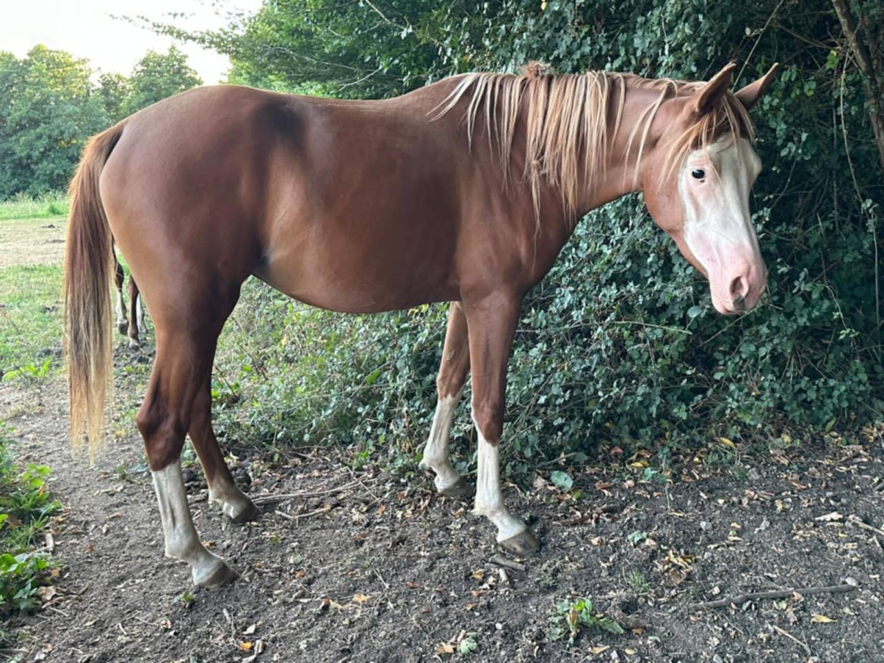 Veulen (vr) Arabisch halfbloed Te koop 2023 Overige kleuren ,  PETRUS DE LAFON