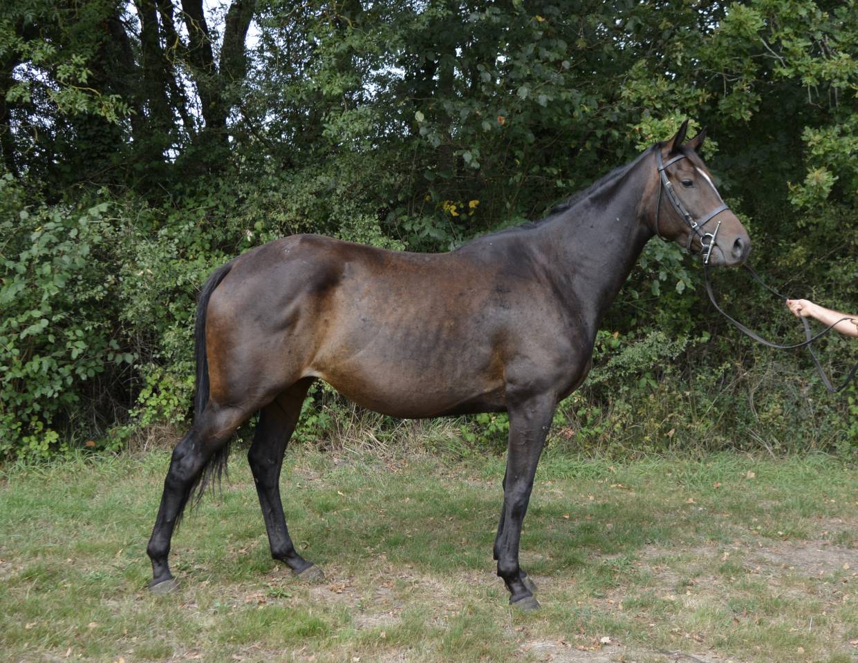 Merrie Ras onbekend Te koop 2019 Donker bruin / bai