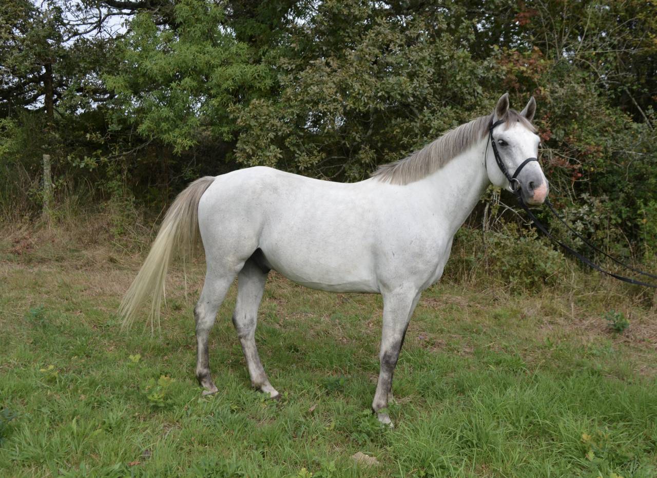 Ruin Franse rijpony PFS Te koop 2017 Schimmel ,  DEXTER LEAM PONDY
