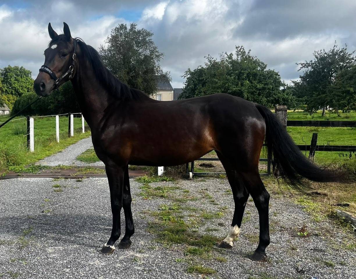 Merrie Selle Français Te koop 2020 Bruin / Bai