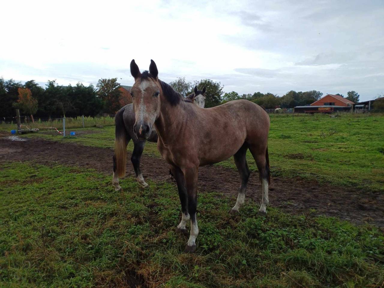 Merrie Belgisch sportpaard Te koop 2021 Vos roan ,  korado de baudignies