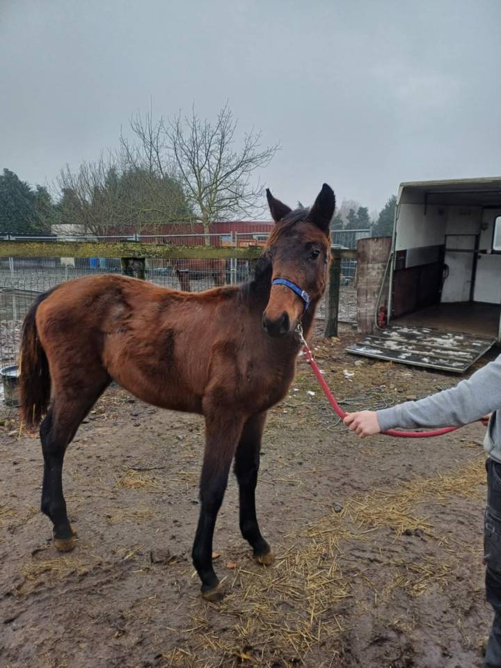 Veulen (vr) Zangersheide Te koop 2024 Bruin / Bai ,    COMMILF’OH de la Marchette