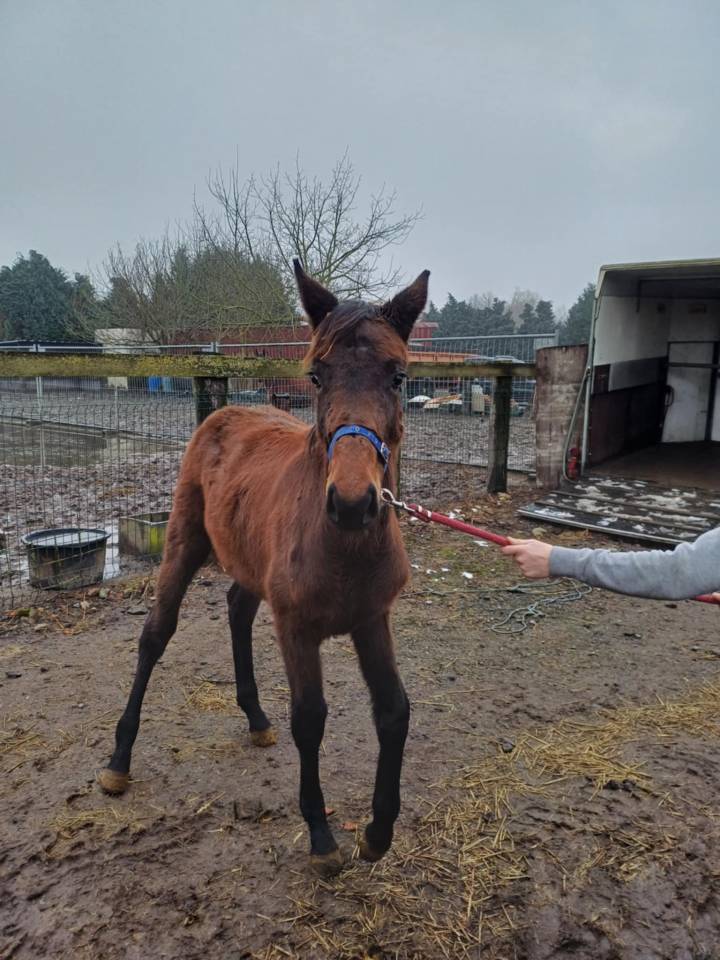 Veulen (vr) Zangersheide Te koop 2024 Bruin / Bai ,    COMMILF’OH de la Marchette