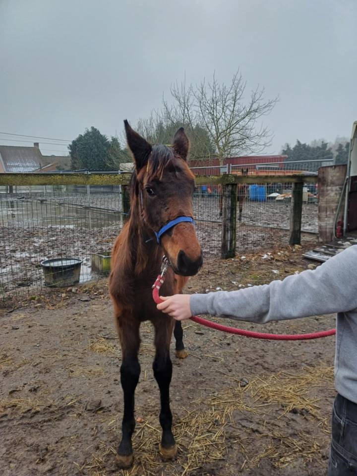 Veulen (vr) Zangersheide Te koop 2024 Bruin / Bai ,    COMMILF’OH de la Marchette