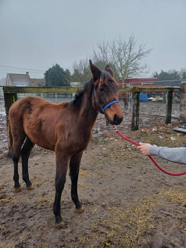 Veulen (vr) Zangersheide Te koop 2024 Bruin / Bai ,    COMMILF’OH de la Marchette
