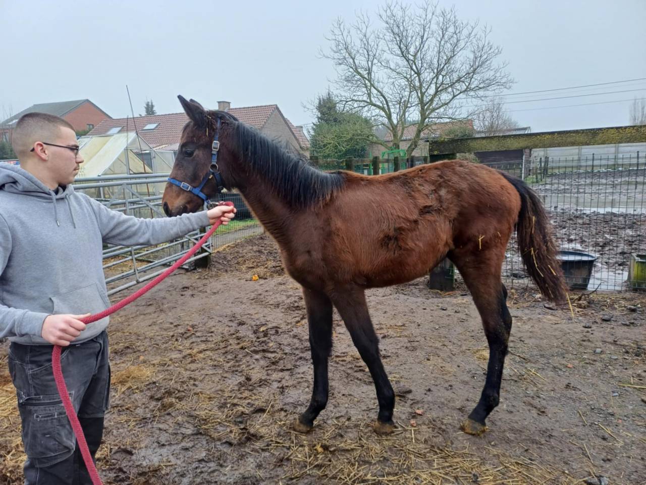 Veulen (vr) Zangersheide Te koop 2024 Bruin / Bai ,    COMMILF’OH de la Marchette