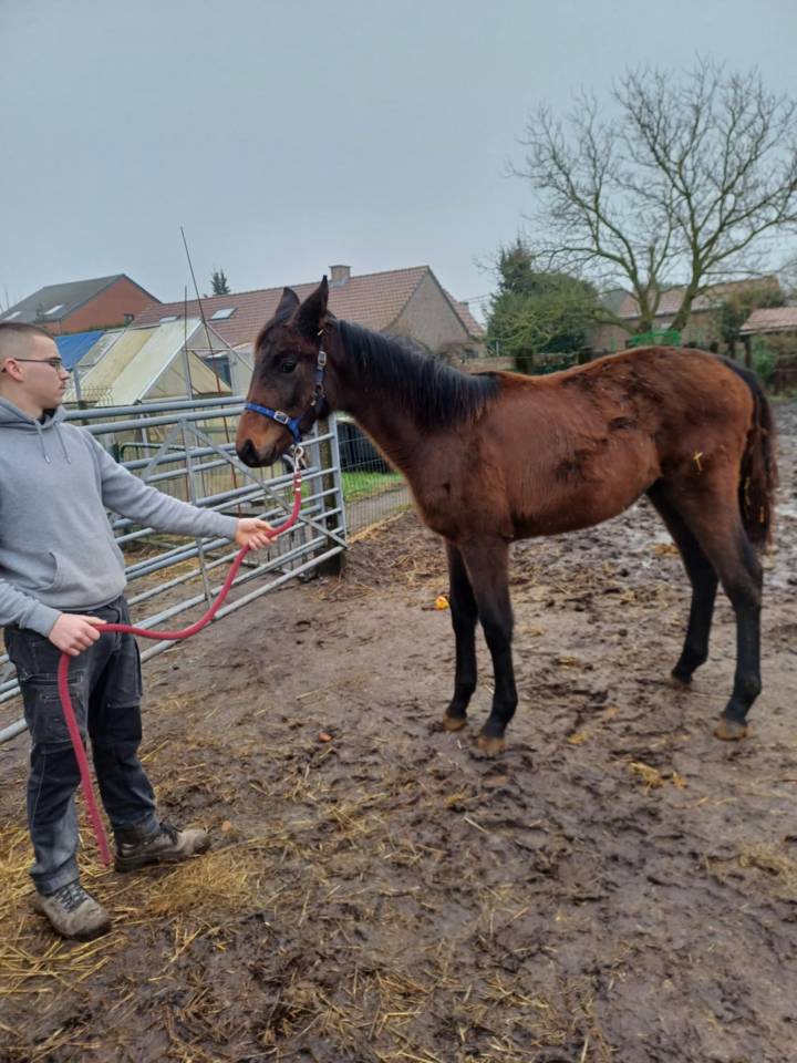 Veulen (vr) Zangersheide Te koop 2024 Bruin / Bai ,    COMMILF’OH de la Marchette