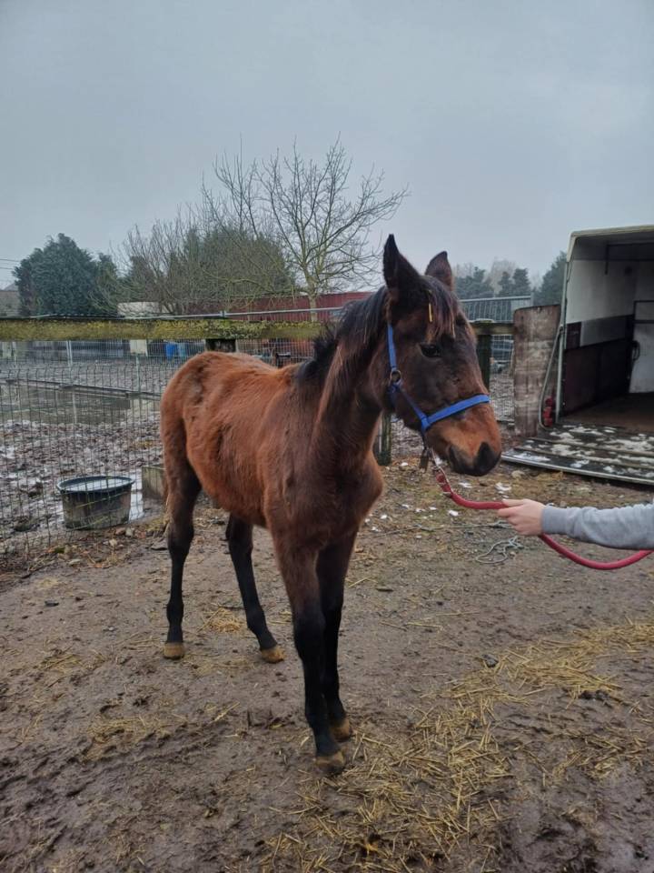Veulen (vr) Zangersheide Te koop 2024 Bruin / Bai ,    COMMILF’OH de la Marchette
