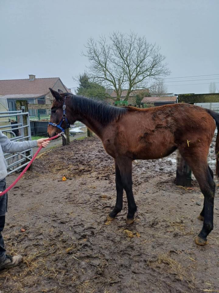 Veulen (vr) Zangersheide Te koop 2024 Bruin / Bai ,    COMMILF’OH de la Marchette