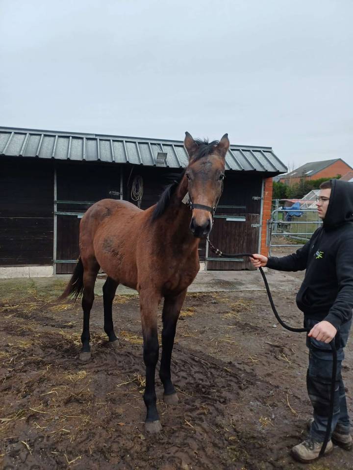 Veulen (vr) Zangersheide Te koop 2024 Bruin / Bai ,    COMMILF&rsquo;OH de la Marchette