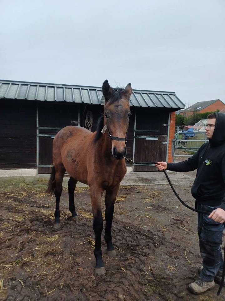 Veulen (vr) Zangersheide Te koop 2024 Bruin / Bai ,    COMMILF&rsquo;OH de la Marchette