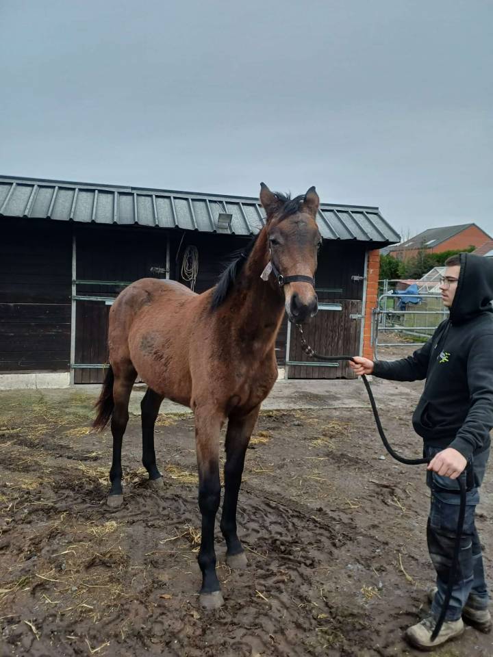 Veulen (vr) Zangersheide Te koop 2024 Bruin / Bai ,    COMMILF&rsquo;OH de la Marchette