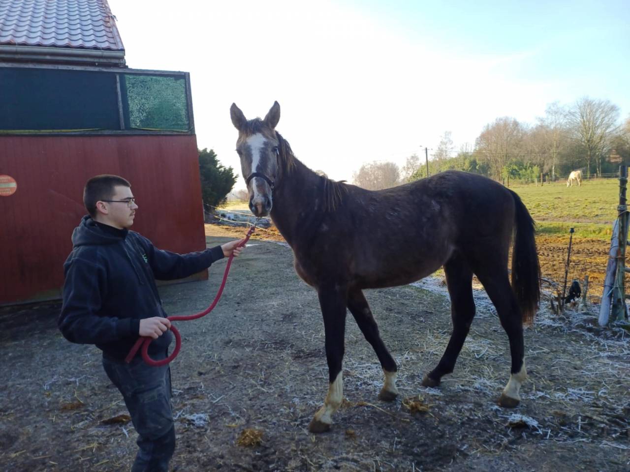 Veulen (ml) Zangersheide Te koop 2023 Vos roan ,  CHACCO-WHITE