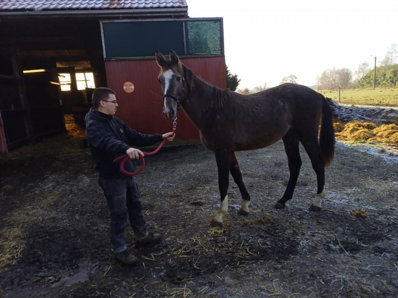 Veulen (ml) Zangersheide Te koop 2023 Vos roan ,  CHACCO-WHITE