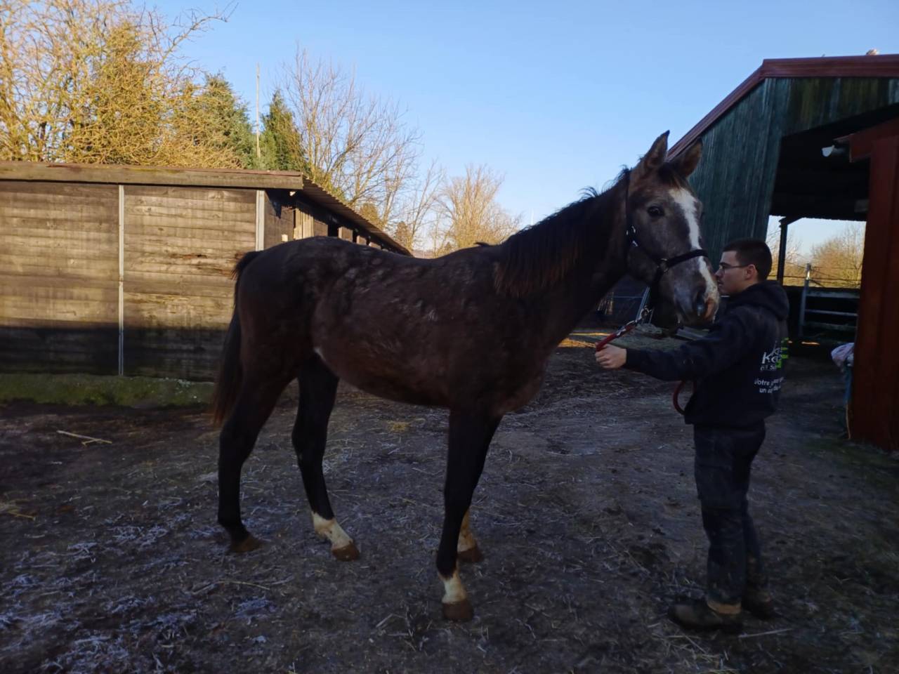 Veulen (ml) Zangersheide Te koop 2023 Vos roan ,  CHACCO-WHITE