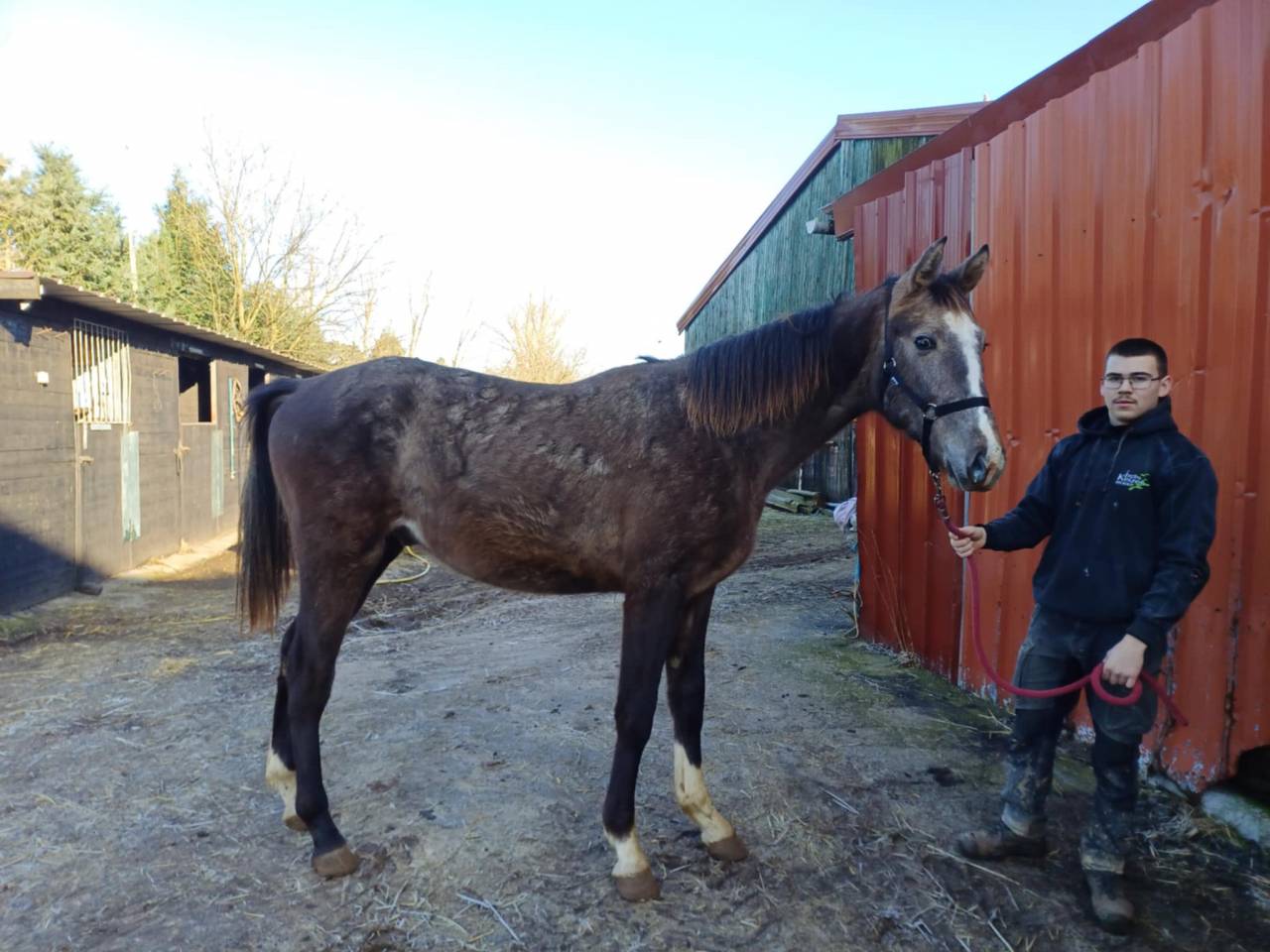 Veulen (ml) Zangersheide Te koop 2023 Vos roan ,  CHACCO-WHITE