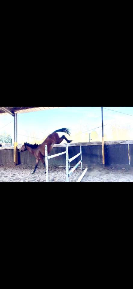 Hengst Zangersheide Te koop 2023 Donker bruin / bai ,  Costello T Z