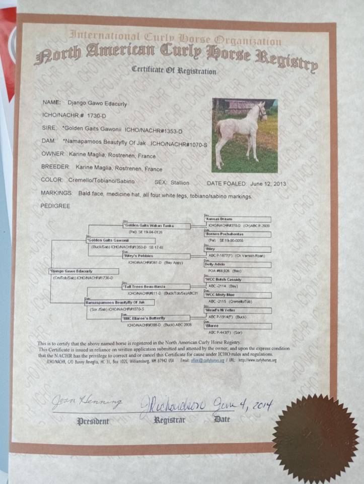 Dekhengst Curly Te koop 2014 Perlino ,  golden gaits gawonii