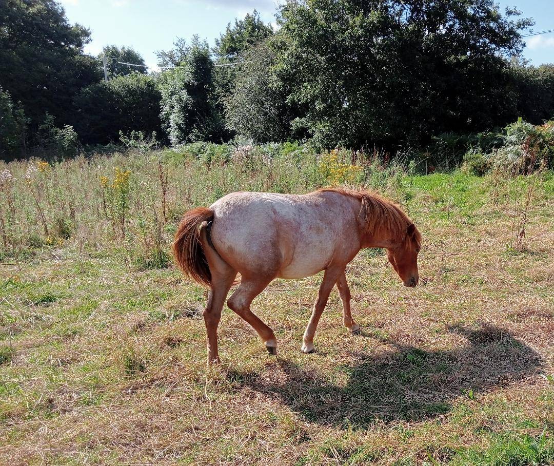 Veulen (vr) Curly Te koop 2022 Bruinroan ,  indianinio edacurly