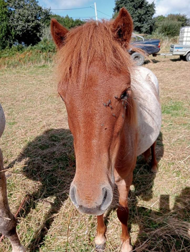 Veulen (vr) Curly Te koop 2022 Bruinroan ,  indianinio edacurly