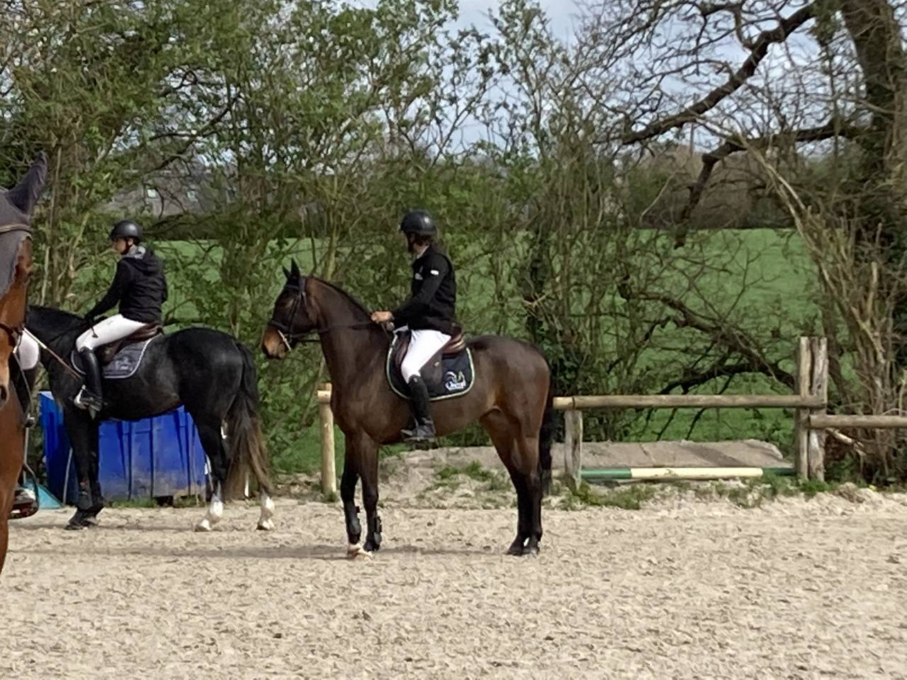 Ruin Selle Français Te koop 2019 Donker bruin / bai ,  L’arc de triomphe