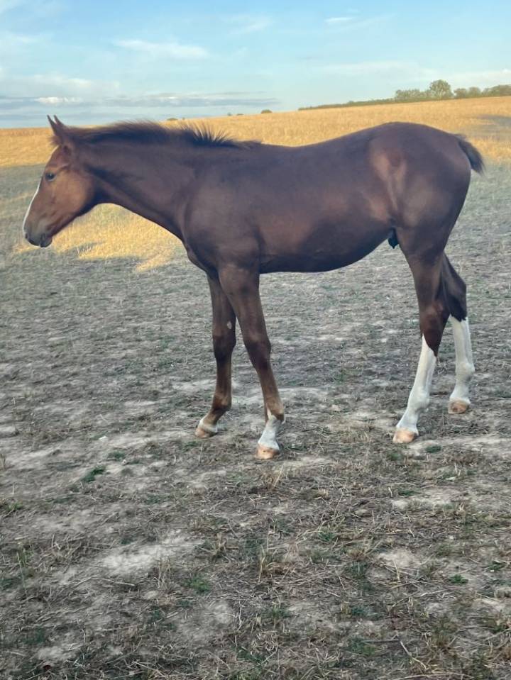 Veulen (ml) Selle Français Te koop 2023 Koffie vos ,  Jilbert van't ruytershof