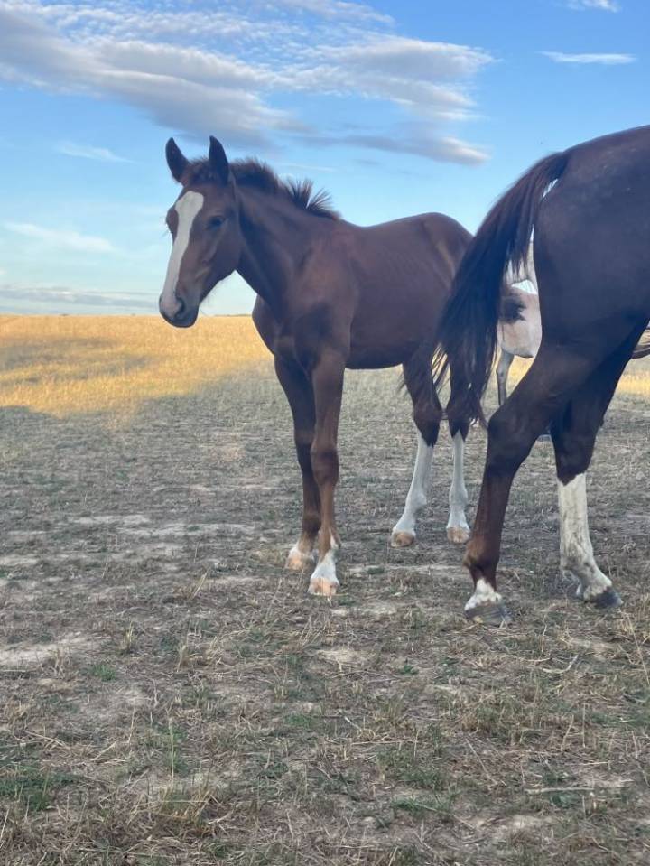 Veulen (ml) Selle Français Te koop 2023 Koffie vos ,  Jilbert van't ruytershof